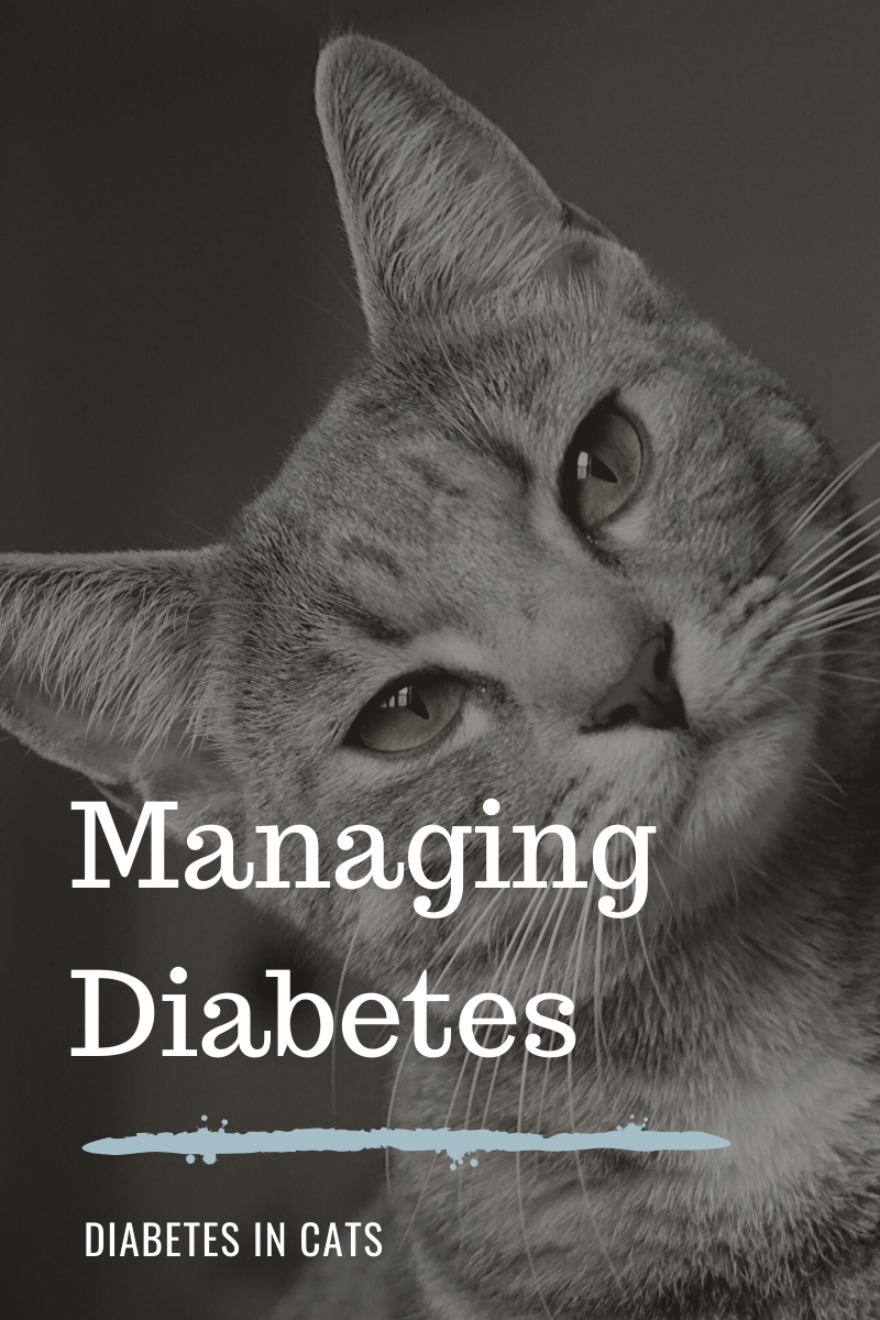 rapid breathing in diabetic cats