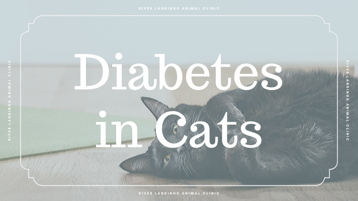 Diabetes in Cats: Symptoms & Treatment
