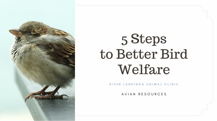 5 Steps To Better Bird Welfare River Landings Animal Clinic In Bradenton Florida