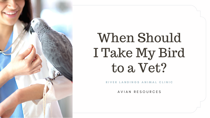 When Should I Take My Bird to a Vet? — River Landings Animal Clinic in  Bradenton, Florida