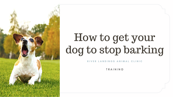 How to get your dog to stop barking — River Landings Animal Clinic in  Bradenton, Florida