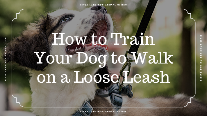 when can you start leash training a puppy