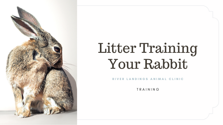 Litter Training a Rabbit — River Landings Animal Clinic in Bradenton ...