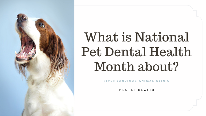 What is National Pet Dental Health Month about? — River Landings Animal