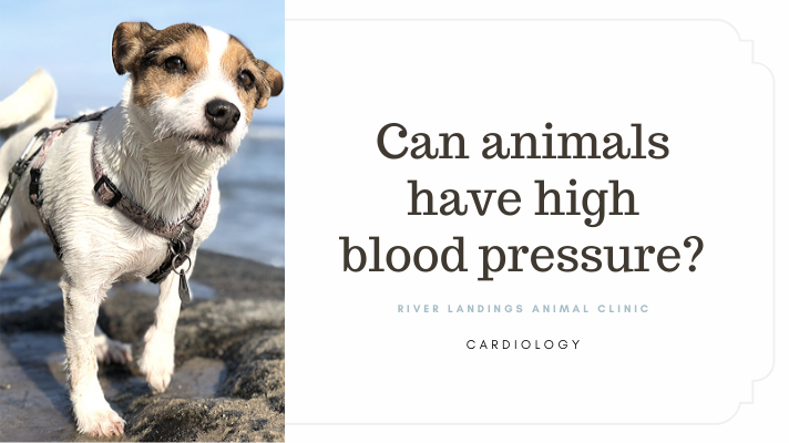 what causes high blood pressure in dogs