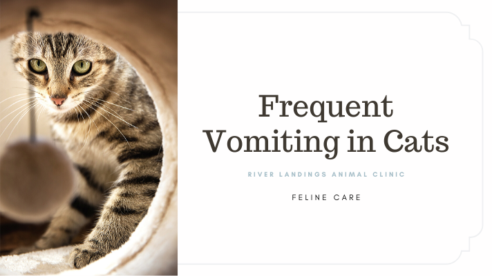 Frequent Vomiting in Cats: Signs, Causes, and Treatment — River Landings Animal Clinic in Bradenton,