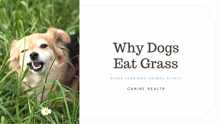 why do dogs eat grass to make themselves sick