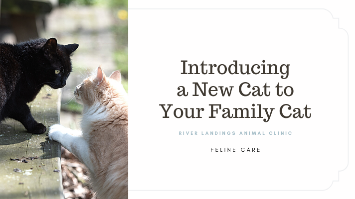 Introducing a New Cat to Your Family Cat — River Landings Animal Clinic in  Bradenton, Florida