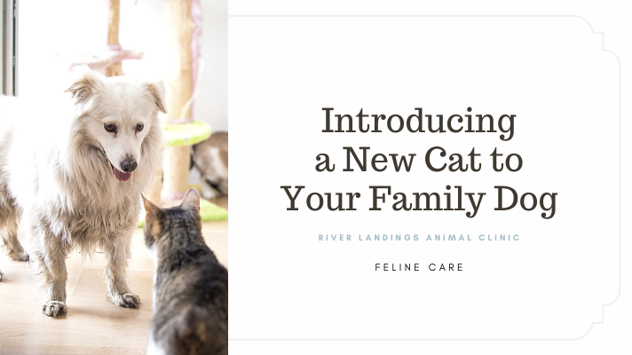 Introducing a New Cat to Your Family Dog — River Landings Animal Clinic in  Bradenton, Florida
