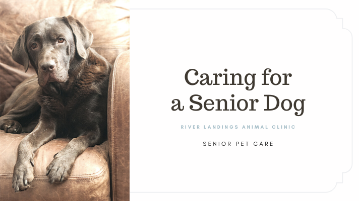 0616 _ caring for senior dogs _BlogTh.png