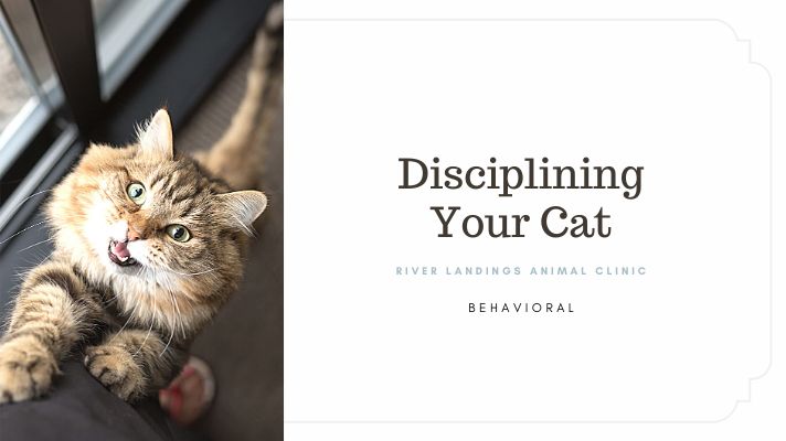 Disciplining Your Cat — River Landings Animal Clinic in Bradenton, Florida