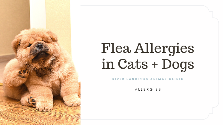 Flea Allergies in Cats and Dogs — River Landings Animal Clinic in  Bradenton, Florida
