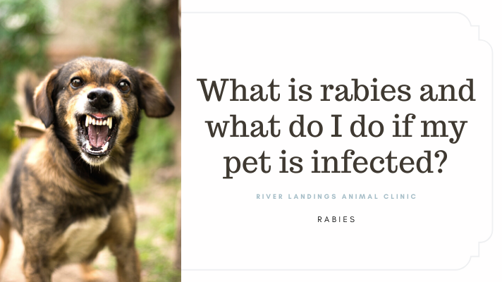 what causes a dog to have rabies