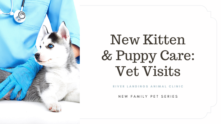 New Kitten and Puppy Care: Vet Visits — River Landings Animal Clinic in  Bradenton, Florida