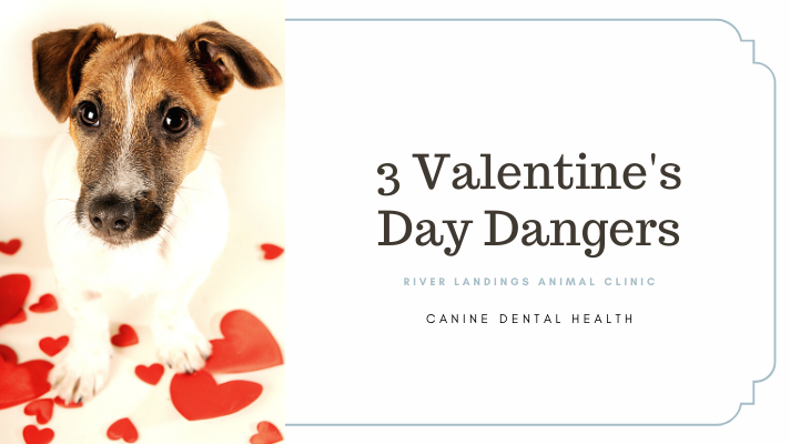 3 Valentine's Day Dangers to Your Pets — River Landings Animal Clinic in  Bradenton, Florida
