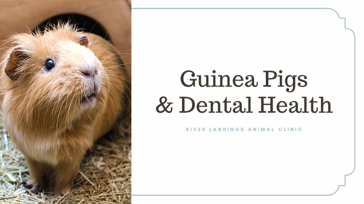 Is your guinea pig avoiding their food? — River Landings Animal Clinic in  Bradenton, Florida