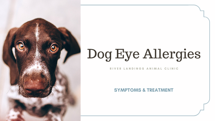 Dog Eye Allergies: Symptoms And Treatment — River Landings Animal Clinic In  Bradenton, Florida