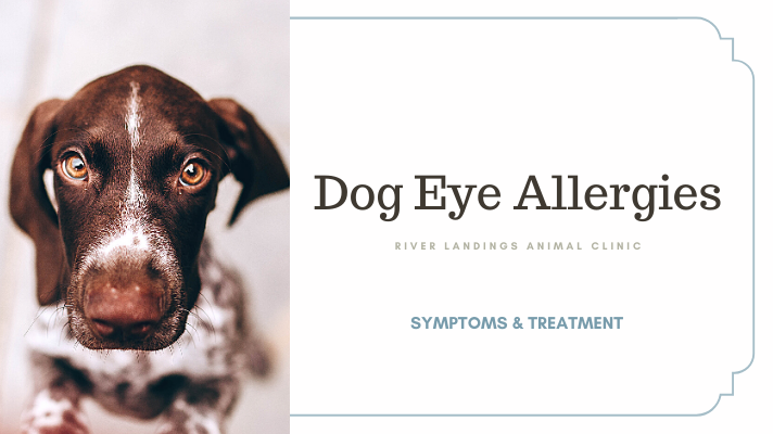 what are symptoms of dog allergies