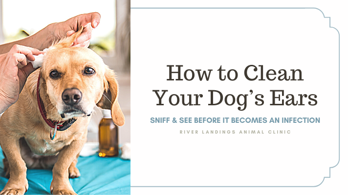 How to Clean Your Dog's Ears — River Landings Animal Clinic in Bradenton,  Florida