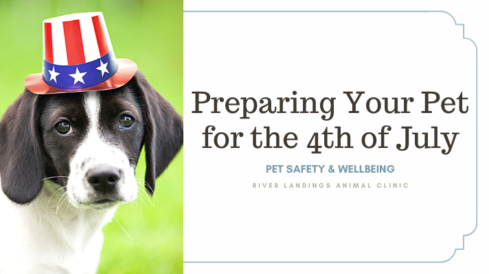 Preparing Your Pet for the 4th of July + Fireworks — River Landings Animal  Clinic in Bradenton, Florida