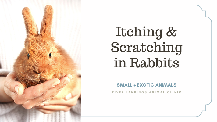 What to do if your pet rabbit is itching and scratching — River Landings  Animal Clinic in Bradenton, Florida