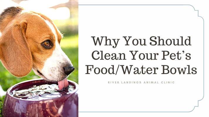 What's the Slime in My Dog's Water Bowl, How to Clean It