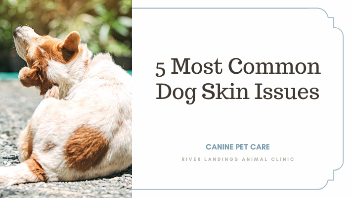 5 Most Common Dog Skin Issues — River Landings Animal Clinic In Bradenton,  Florida