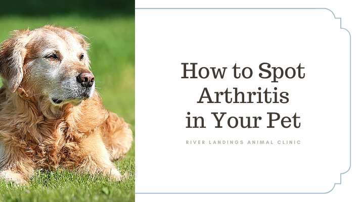How to Spot Arthritis in Your Pet — River Landings Animal Clinic in  Bradenton, Florida