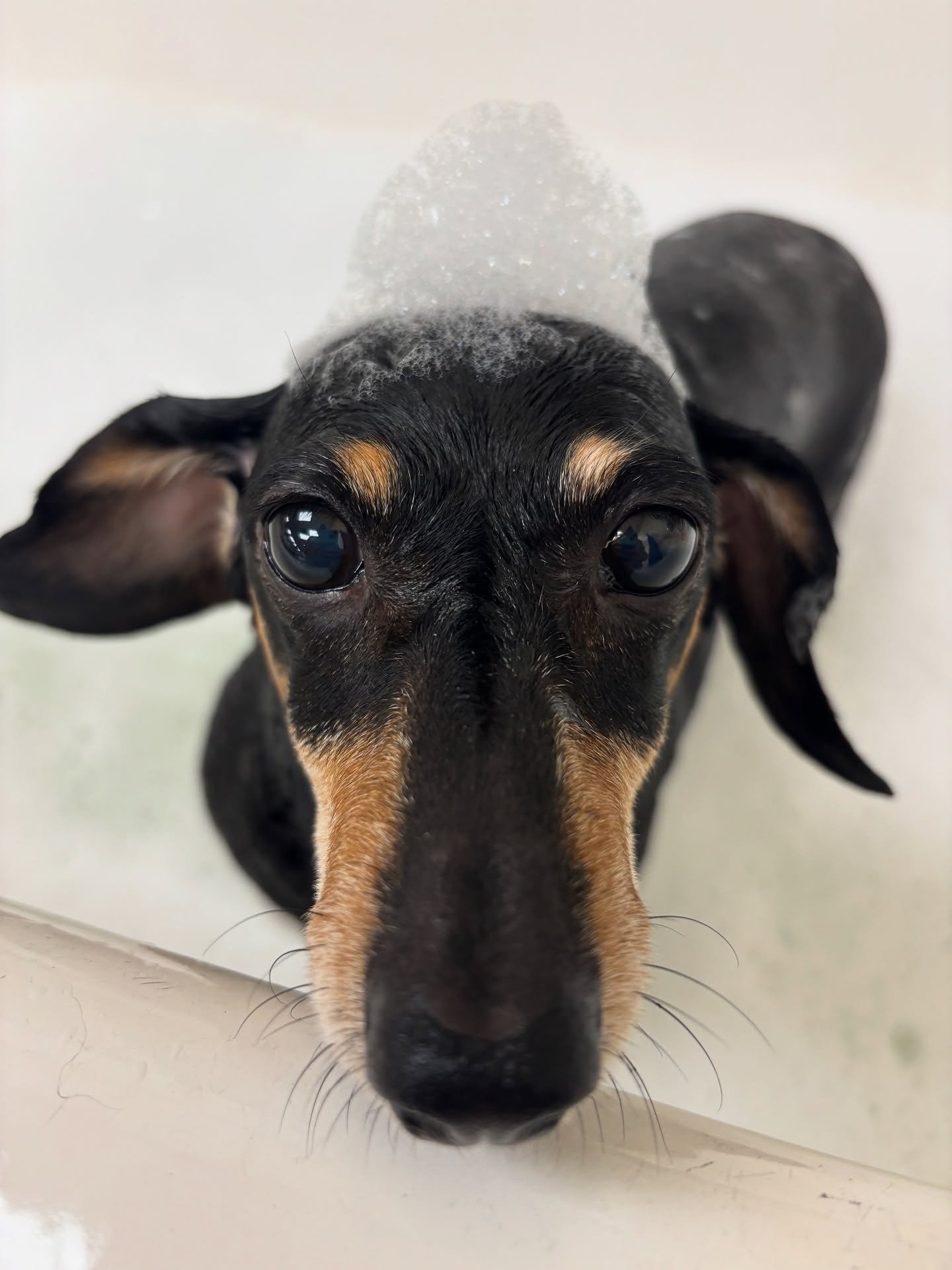Roxy checkin&rsquo; out in style! 🛁
This sweet little Dachshund is one of our favorite frequent flyers. She loves her sleepovers with the team and always brings the cuddles. All bathed, pampered, and ready to head home (though we&rsquo;ll miss her l