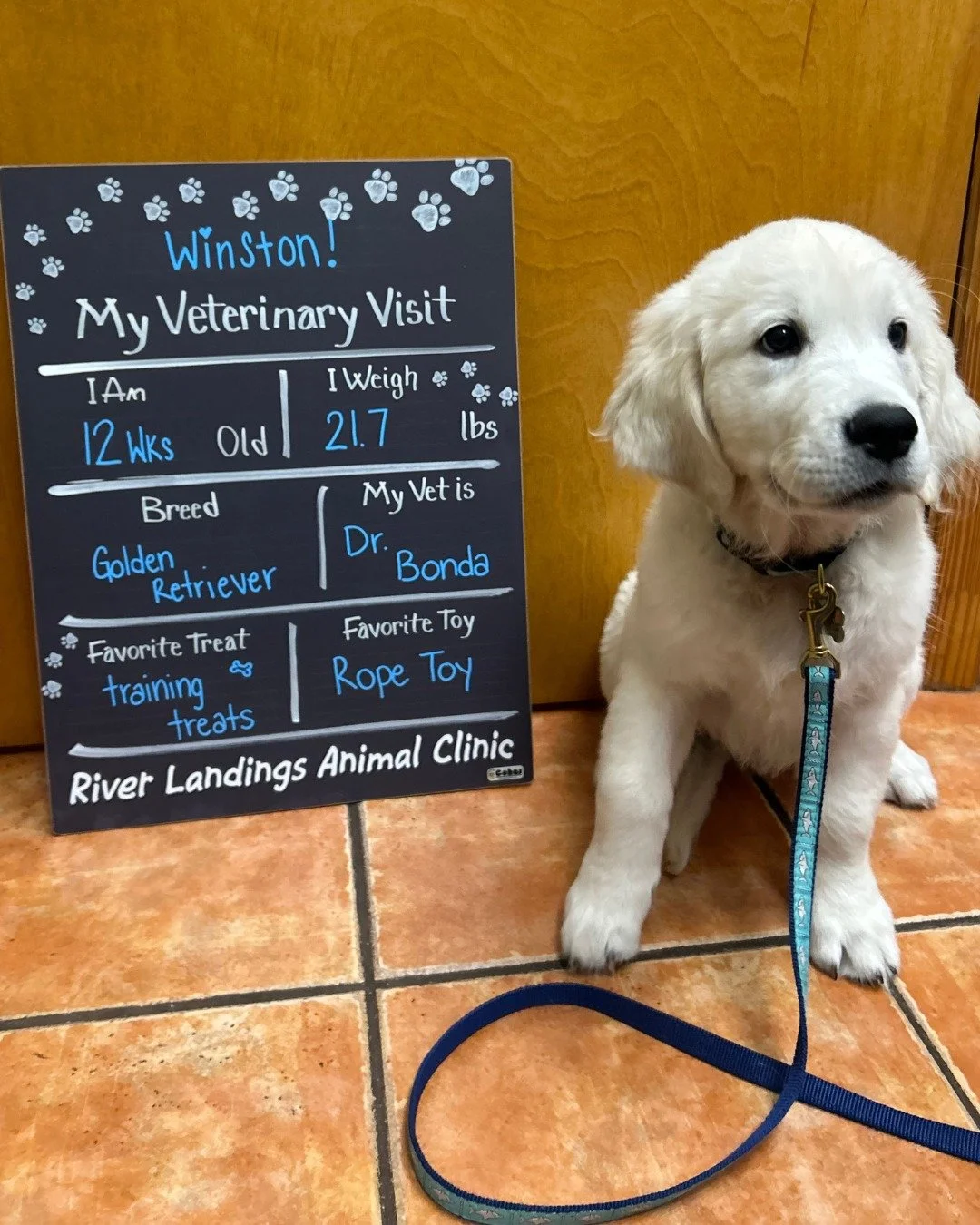 Welcome, Winston! 🐾

We loved meeting this sweet pup at his very first visit with us today. He was such a champ and already has the whole team wrapped around his paw. 💙

Help us give Winston a big River Landings welcome in the comments below!