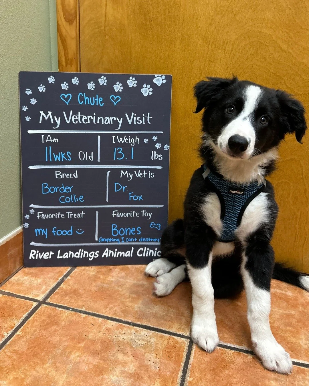 🐾💙 Meet Chute! 💙🐾

This sweet 11-week-old Border Collie had his very first visit with us recently and completely stole our hearts. At just 13.1 lbs, Chute is already showing off his big personality (especially when it comes to food) and chewing o