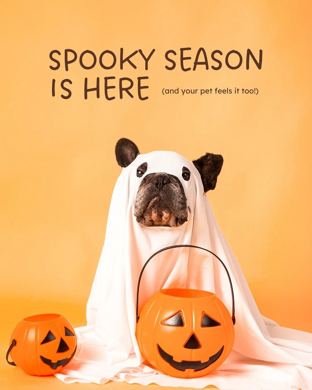 👻 Spooky season is here (for your pets too!) 🎃
Between doorbells, costumes, and fireworks, Halloween can be a stressful night for dogs and cats.

Here&rsquo;s how to help them stay calm:
🎃 Create a quiet, safe room
🎃 Try a Thundershirt or calming