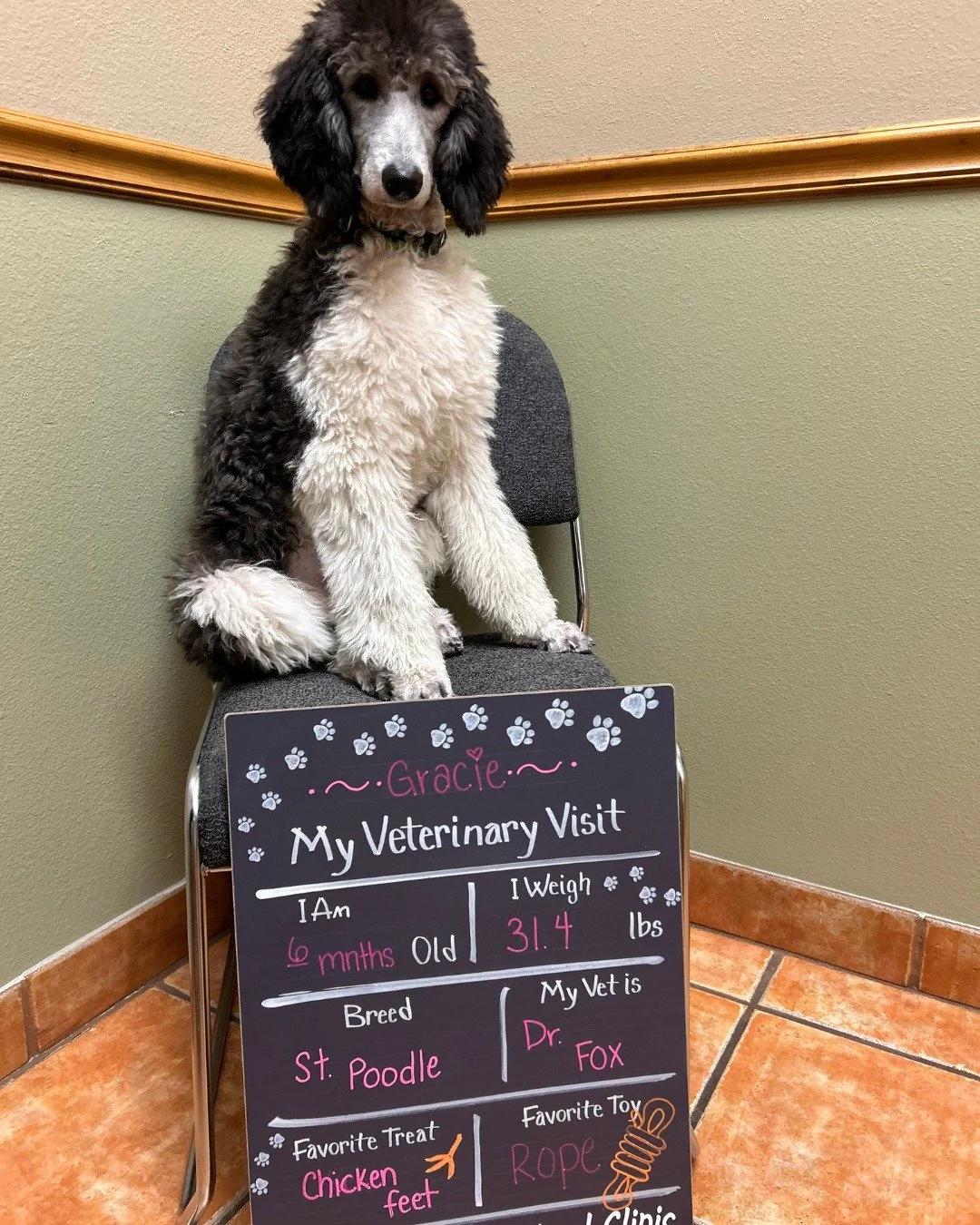 We just wanted to show off the county of cuteness that visited us lately!

With every new puppy or kitten's first exam, they get a special Welcome Package which includes:

✨ Free nail trim
✨ A complimentary bag of puppy or kitten food (while supplies