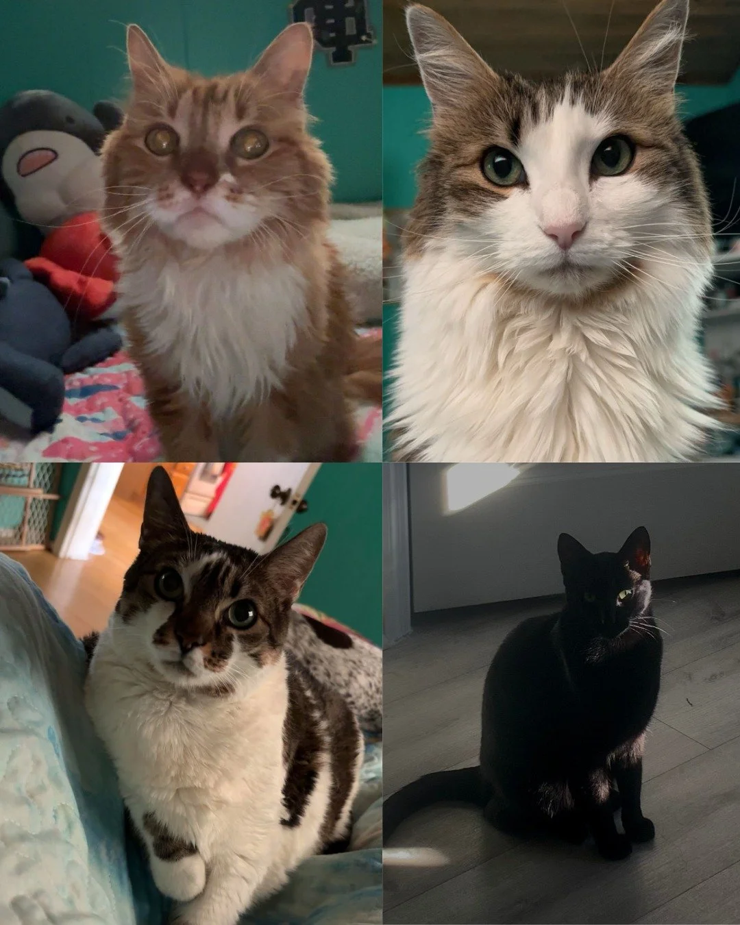 Happy #NationalCatDay! 🐈&zwj;⬛

Meet the real bosses behind the scenes &mdash; our team&rsquo;s cats! Whether they&rsquo;re expert nappers, bug catchers, or midnight zoomie champions, we love every whisker. 

Drop a photo of your cat in the comments