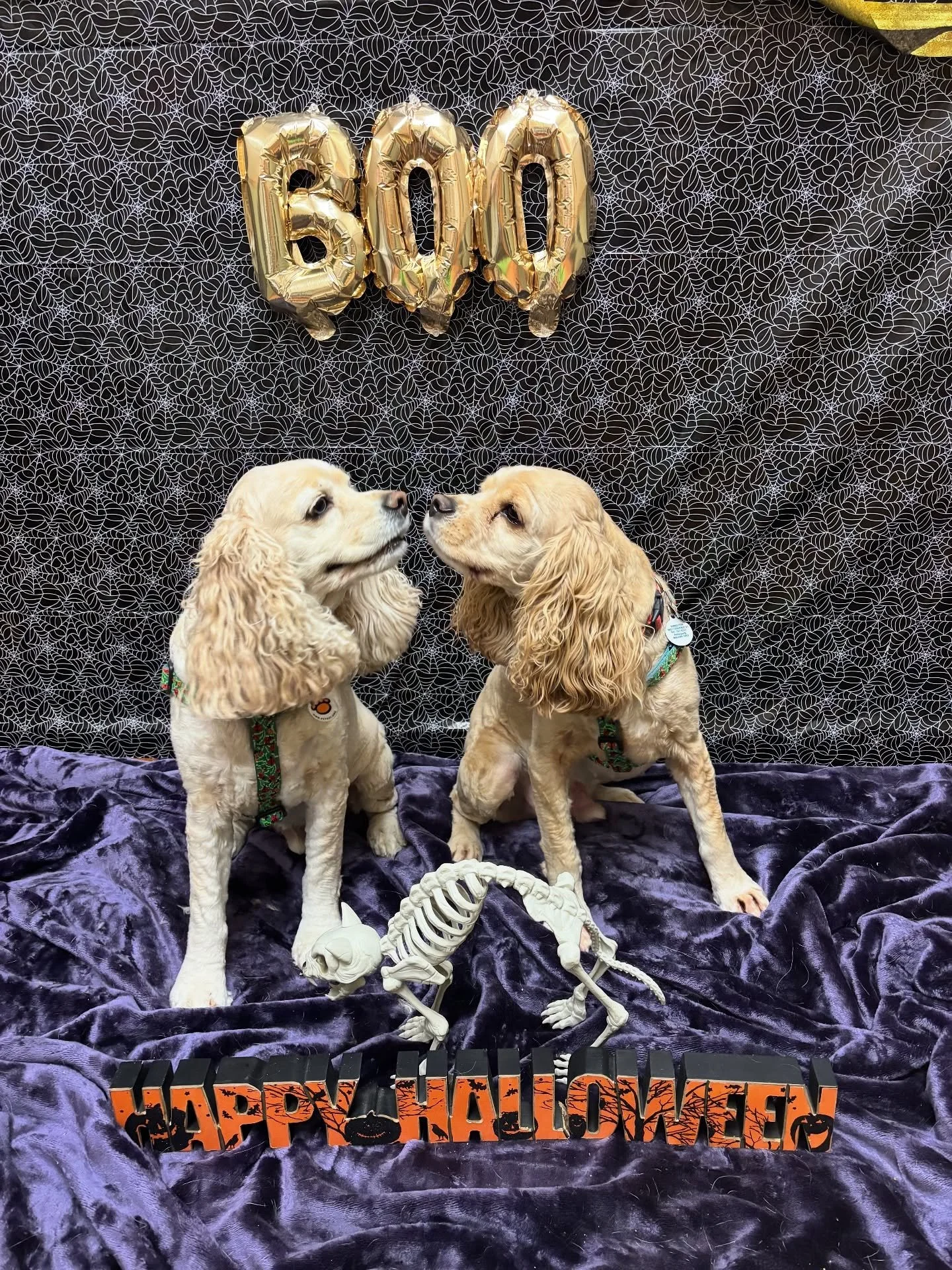 Happy Halloweenie from our family to yours 🎃 We had a very festive photoshoot with our clients this week!