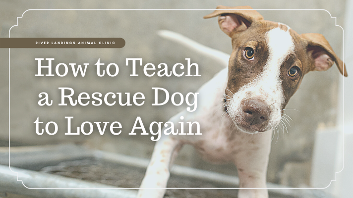 how do i choose a rescue puppy