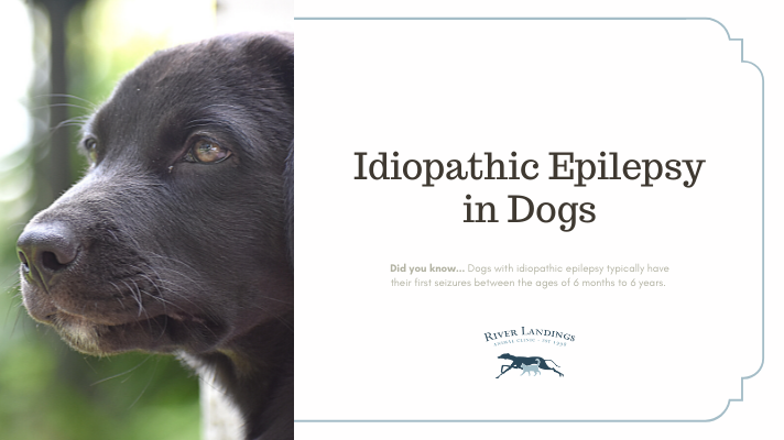 what is idiopathic epilepsy dogs