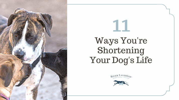 Diroban heartworm treatment new arrivals