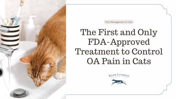 Feline Arthritis Injection Solensia: The First and Only FDA-Approved Treatment to Control ...
