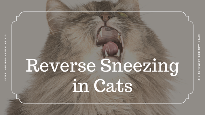 Reverse Sneezing in Cats — River Landings Animal Clinic in Bradenton,  Florida