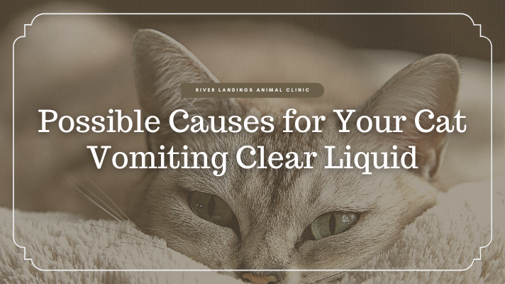 Possible Causes for Your Cat Vomiting Clear Liquid — River Landings Animal  Clinic in Bradenton, Florida