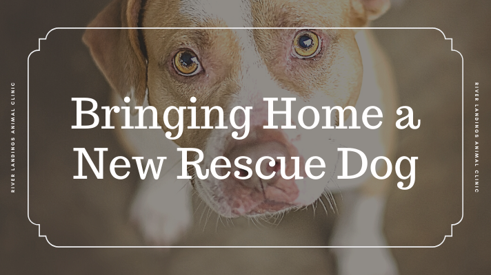 Tips For Bringing Home a New Rescue Dog — River Landings Animal Clinic in  Bradenton, Florida