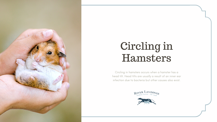 Circling in Hamsters — River Landings Animal Clinic in Bradenton, Florida