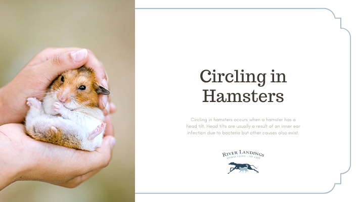 How long does a hamster live? Factors That Influence His Life