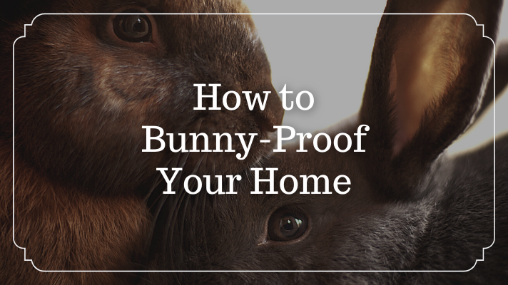 How to Bunny Proof Your Home — River Landings Animal Clinic in Bradenton,  Florida