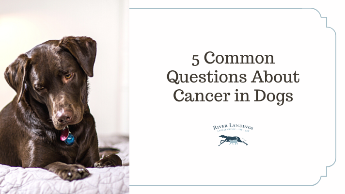 The Five Most Common Questions about Cancer in Dogs — River Landings Animal  Clinic in Bradenton, Florida