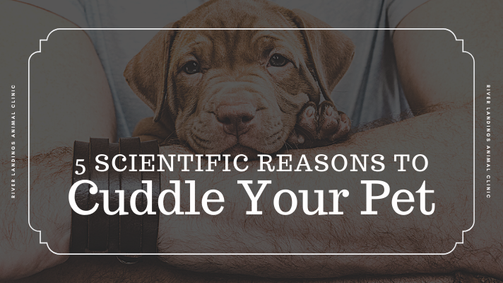 5 Scientific Reasons to Cuddle With Your Pet Every Day — River Landings  Animal Clinic in Bradenton, Florida