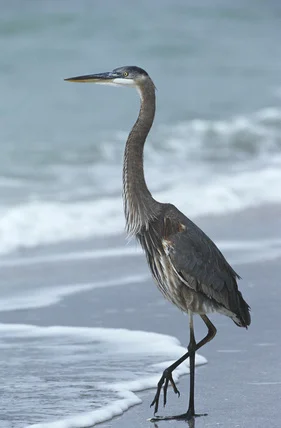blue heron stands on one leg on beach