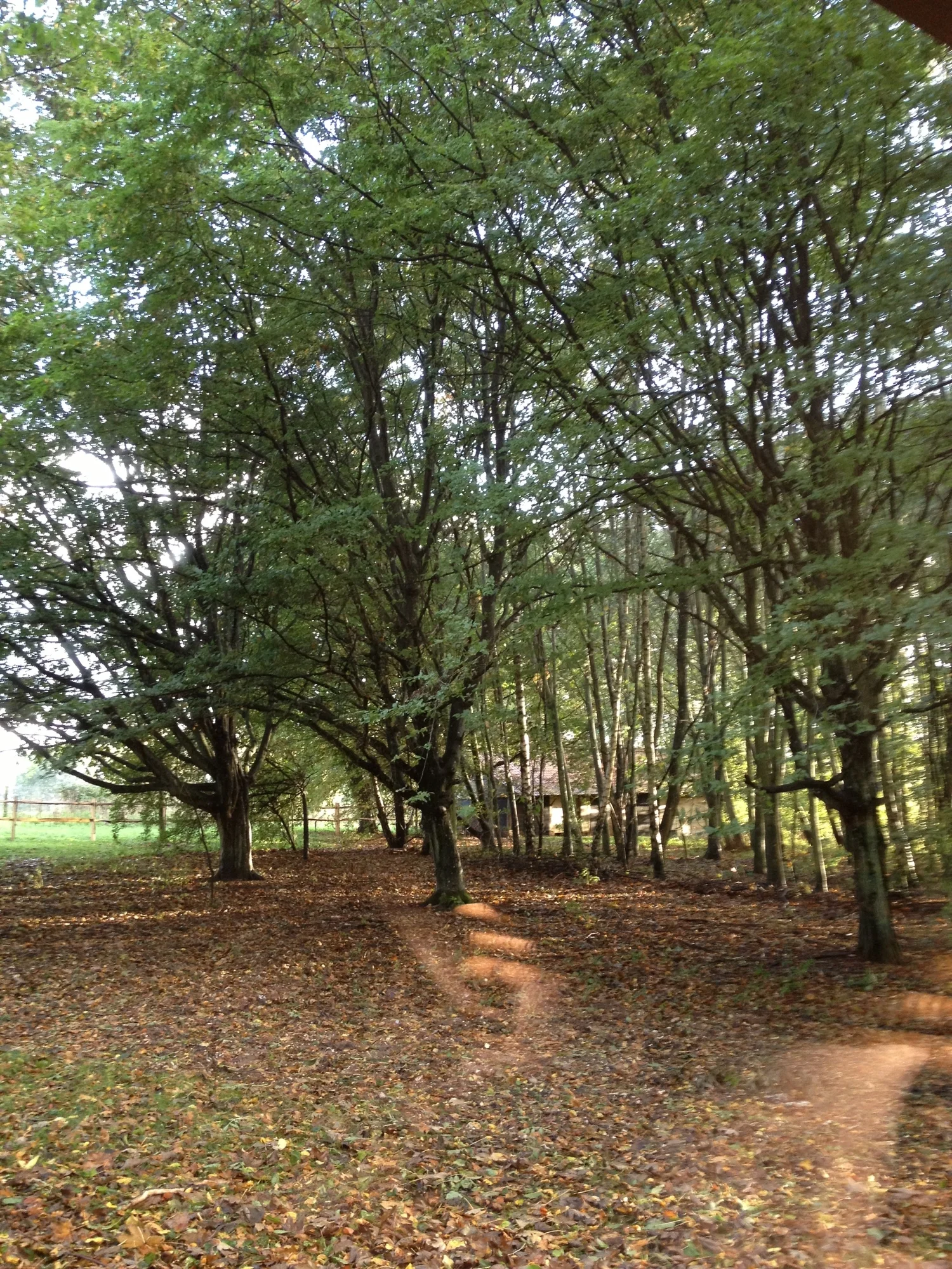 Kind to the environment