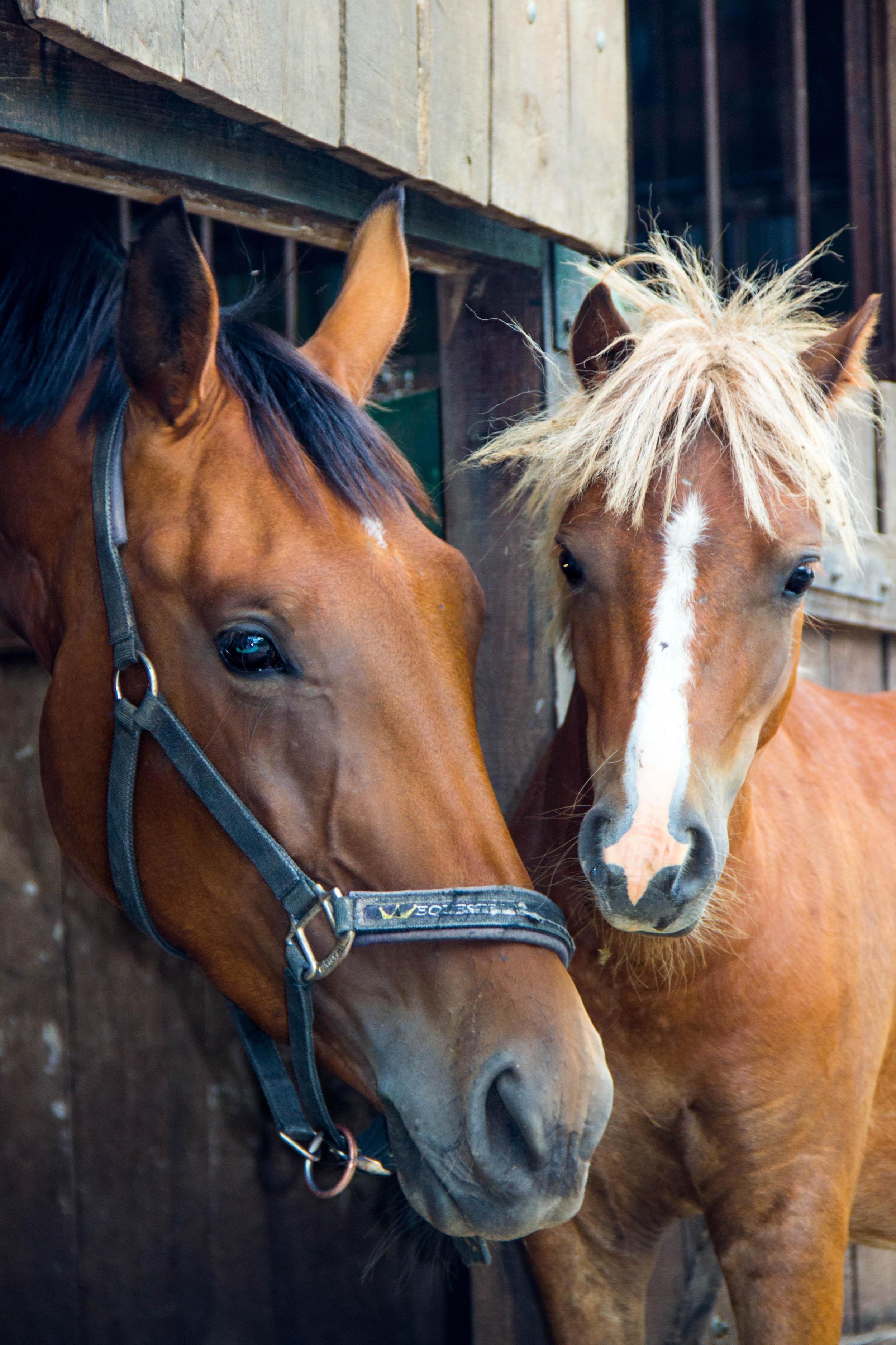 These horsemen agree with Ty